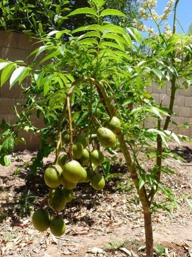 Golden Apple Plant