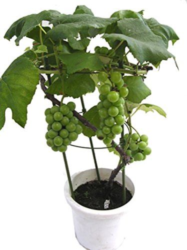 Grapes Plant