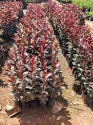 Red Guava Plant