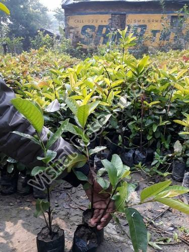 White Guava Plant