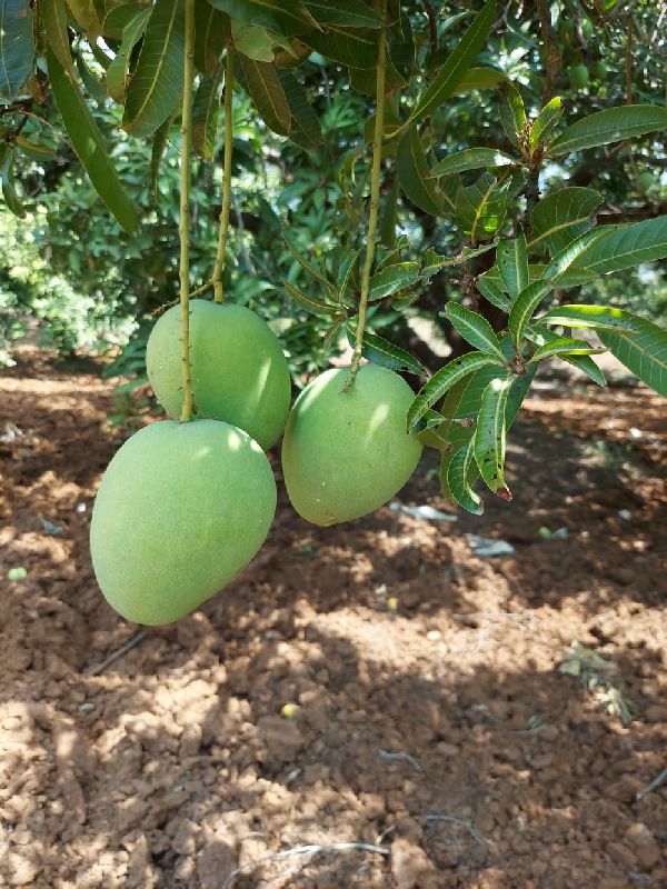 Natural banganapalli mangoes, for Human Consumption, Variety : Banginapalli