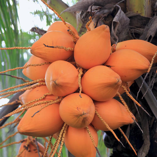 Organic Red Tender Coconut, for Free From Impurities, Freshness, Good Taste, Packaging Type : Jute Bags