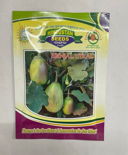 Natural Brinjal Seeds Hindustan Utkal, Shelf Life : 9 Month