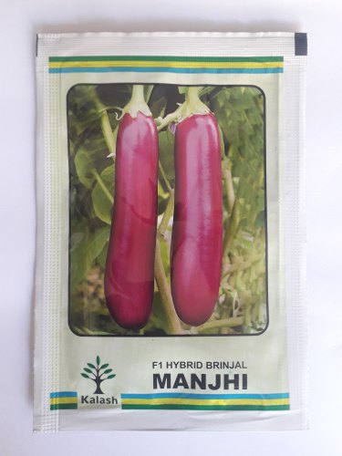  Natural Brinjal Seeds Kailash manjhi, Shelf Life : 9 MONTH