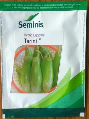  Natural Brinjal Tarini seeds, Packaging Size : 10GM