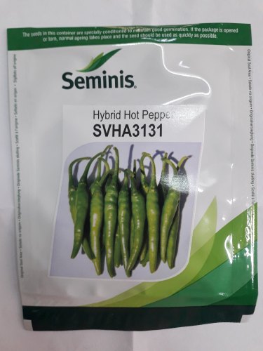 Chilly Seminis seeds Svha 3131, Shelf Life : 9 Month