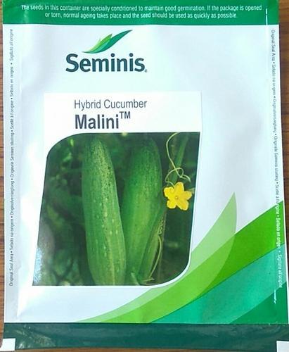  Cucumber Malini Seeds, Shelf Life : 9 Month