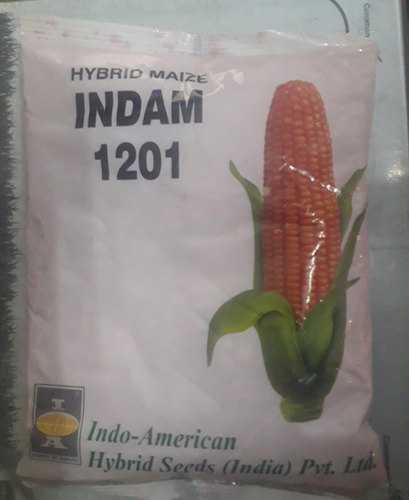 Maize Corn Indam 1201 Hybrid Seeds, Style : Dried