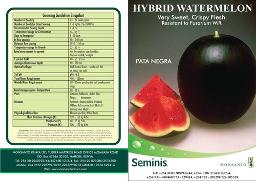Watermelon Seeds - Pata Negra (Seminis)