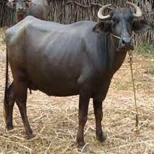 Cross Breed Buffalo