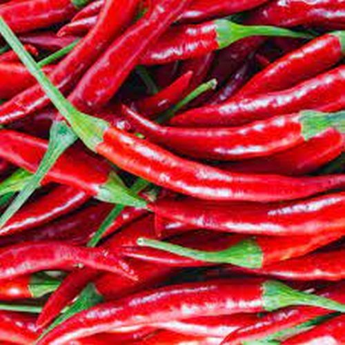 Dried Red Chilli