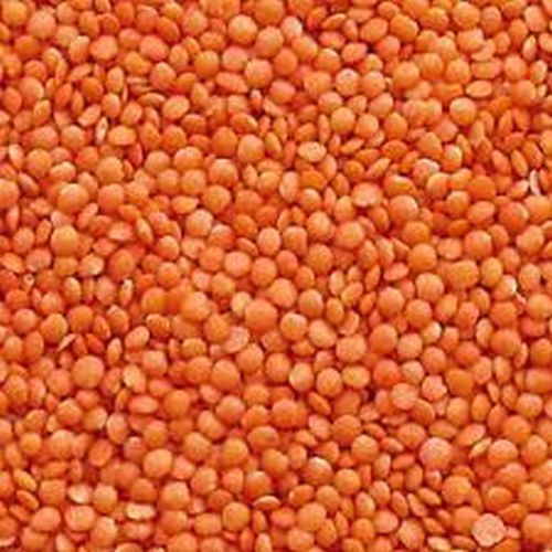 masoor dal