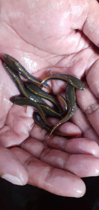 Gaint Murrel fish seed, Feature : Longer Shelf Life