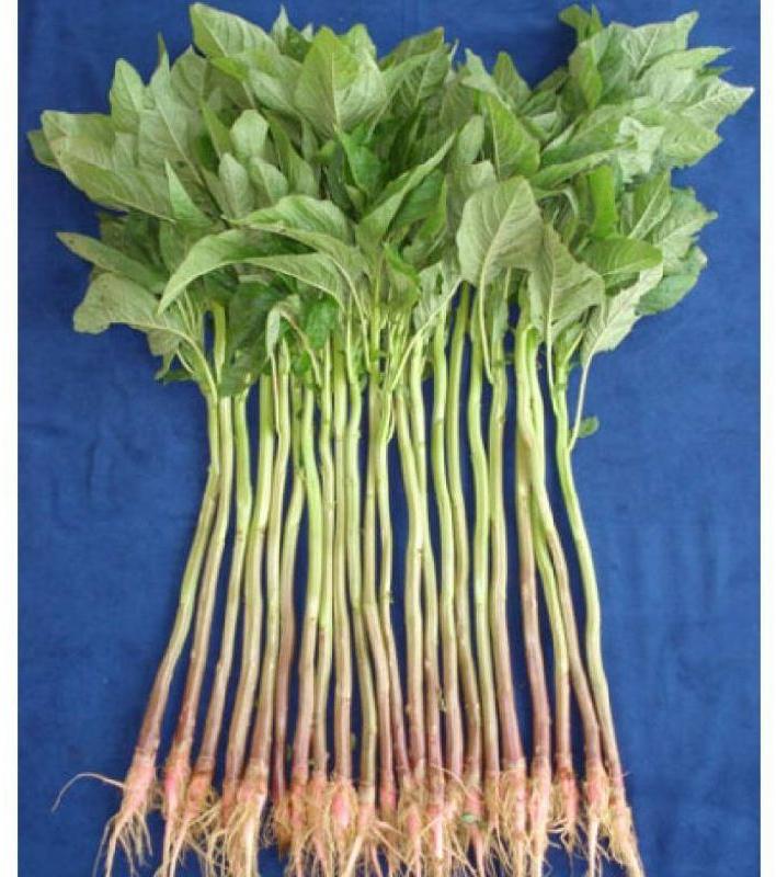 Fresh Amaranth Leaves