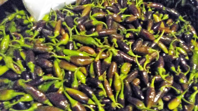 Organic Fresh Black Bullet Chilli, for Good Nutritions, Good Health, Hygienically Packed