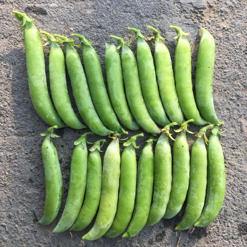 Fresh Green Peas