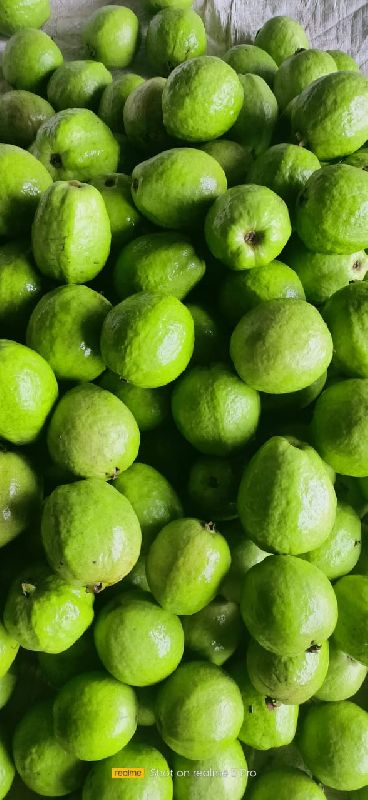 Round Organic Fresh Guava, Color : Green