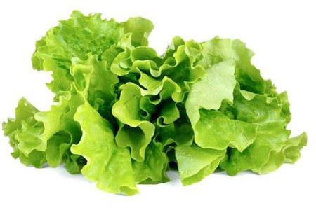 Organic Fresh Lettuce, for Good Nutritions, Good Health, Color : Green