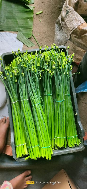 Fresh Onion Flower Stalk