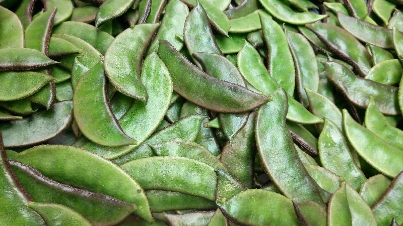 Fresh Red Hyacinth Beans