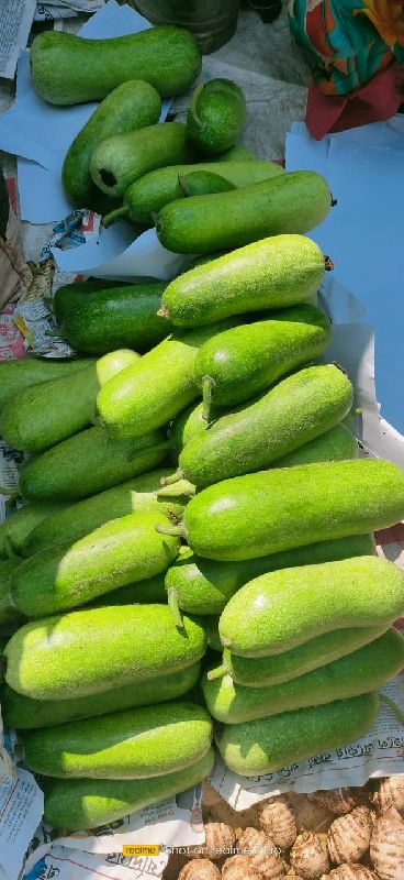 Organic Fresh Wax Gourd, for Good Nutritions, Color : Light Green