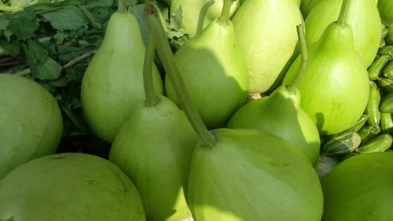 Fresh White Round Bottle Gourd