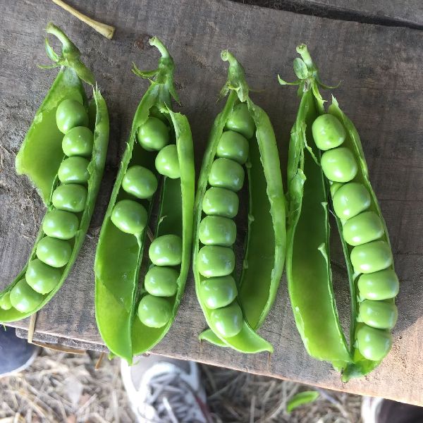 Fresh Green Peas