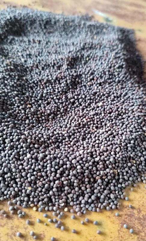 Raw black mustard seeds, for Cooking, Spices, Grade Standard : Food Grade