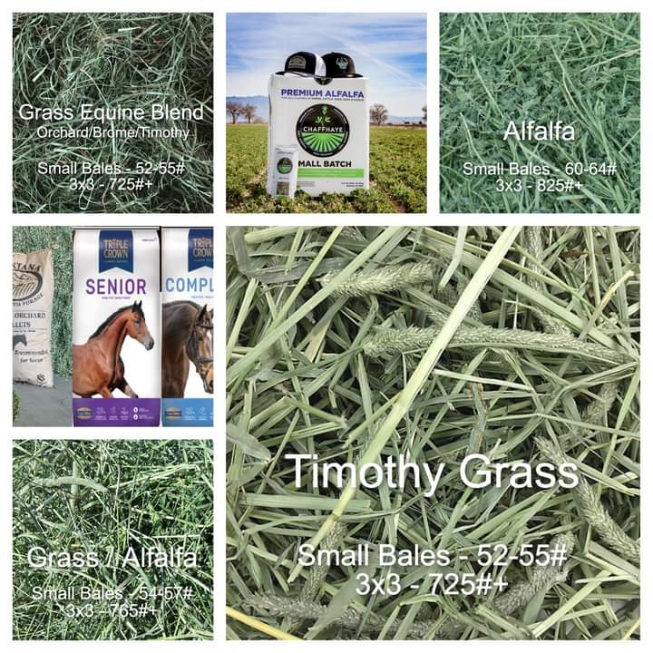 Timothy grass hay