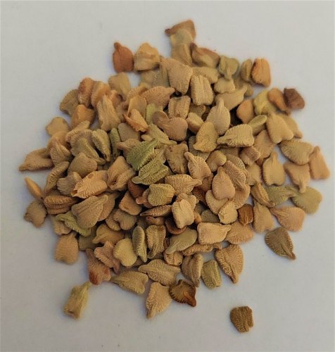  Sanay Seed, Packaging Type : Packets