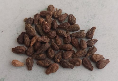 Shivlingi Seed, Color : Brown