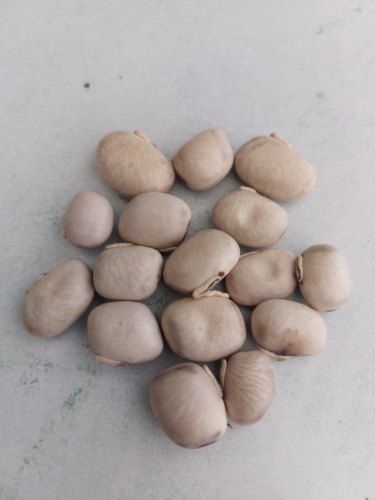 White Kaunch Seed, Packaging Type : Packet