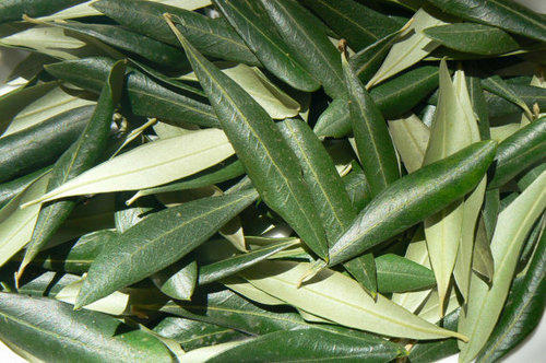 Fresh Olive Leaves, Packaging Size : 1Kg, 2Kg, 5kg