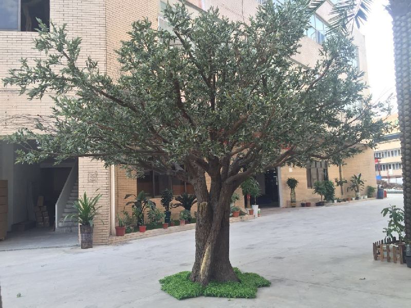Olive Big Plant