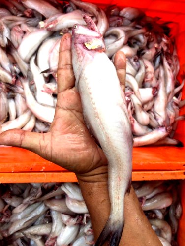 Bombay Duck Fish