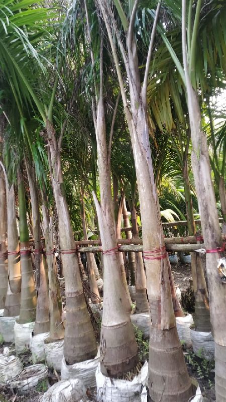 Royal Palm Plant