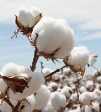 DCH 32 Raw Cotton