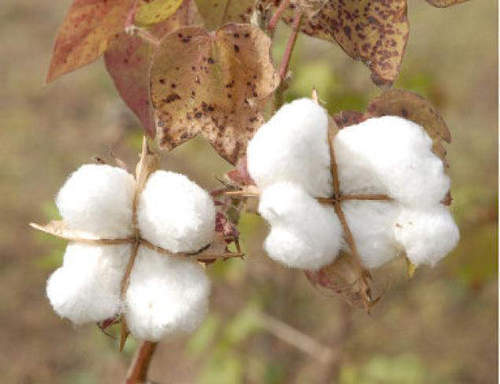 J 34 Raw Cotton