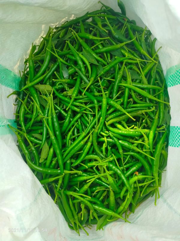 Green Chilli Available