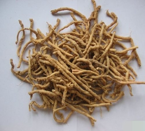 Dried Punarnava Root, for Ayurvedic Medicine, Herbal Medicine, Packaging Type : Bag, HDPE, Plastic Bag