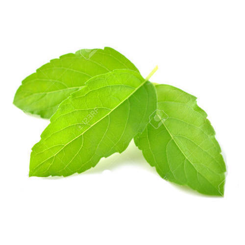 Organic Tulsi Leaves, Feature : Nutrient Richness, Reliable Performance, Safe Usage High