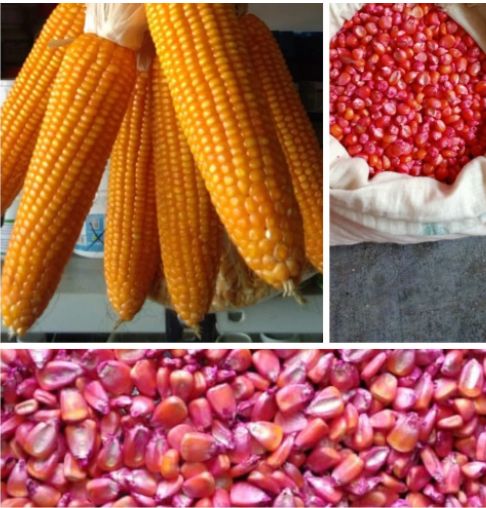 Maize Hybrid Seeds
