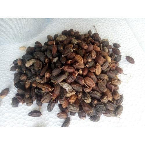 Prominent Dry Neem Seed, Packaging Type : PP Bag