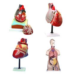 ANATOMICAL MODELS