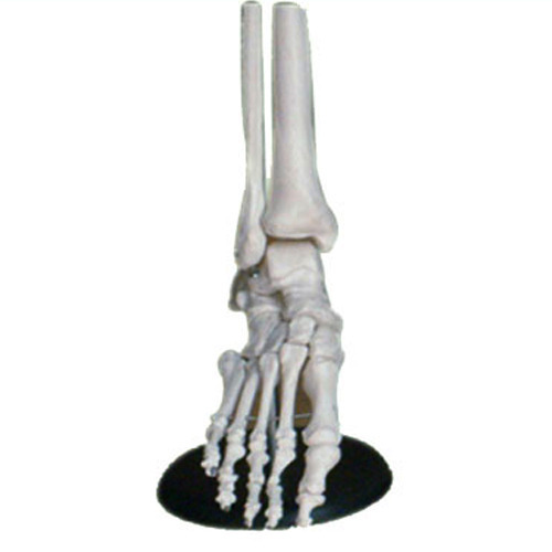 FOOT JOINT Model