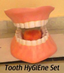 HUMAN TOOTH MODEL