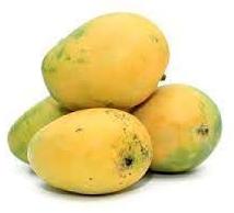 Fresh Himsagar Mango, for Human Consumption, Packaging Size : 30kg