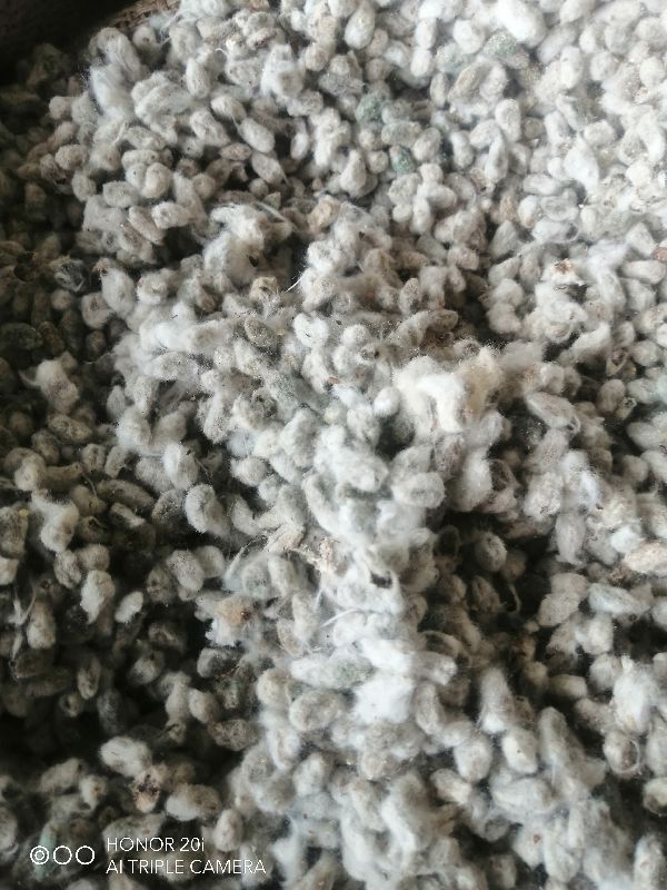 Common 3day Fodeer Blended cotton seeds, for Cattle, Chicken, Cooking, Poultry Feet, Form : Powder