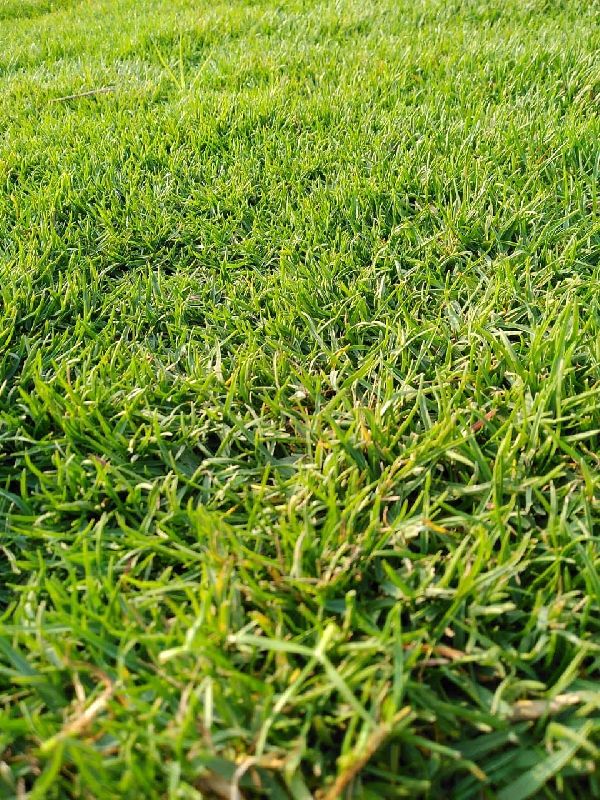 lawn grassseed