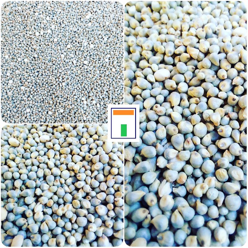 Common GMO Indian Millet, for Cattle Feed, Cooking, Variety : Natural